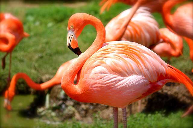 Flamingo Animal Diet For Kids