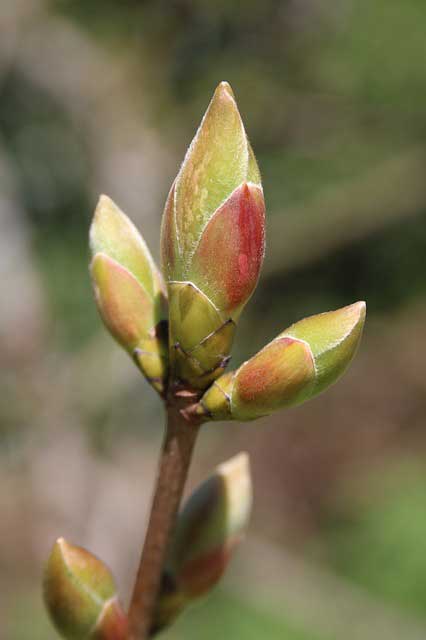 bud-of-a-plant