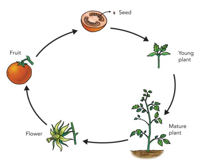 Image result for plant life cycle for kids