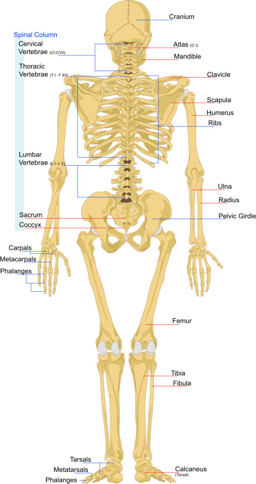 Skeleton System - (Structure + Composition + Facts) - Science4Fun