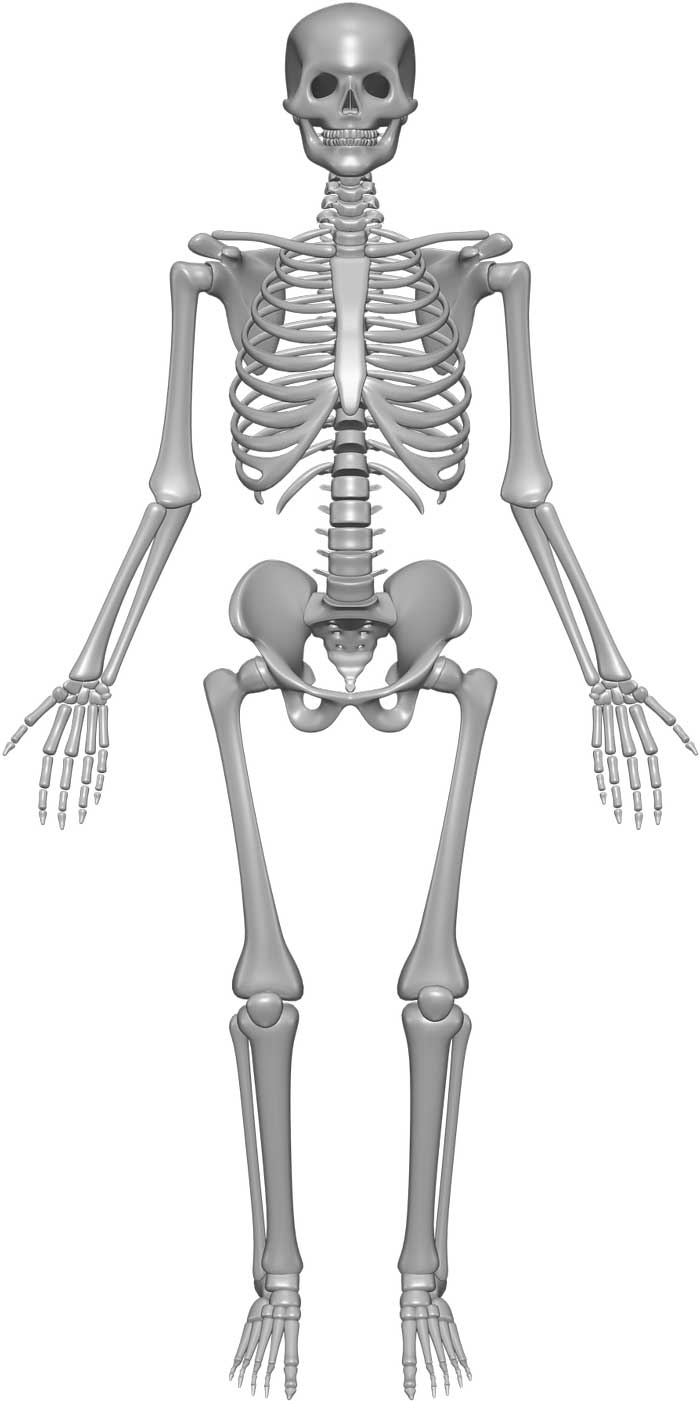 Skeleton System Structure Composition Facts Science Fun