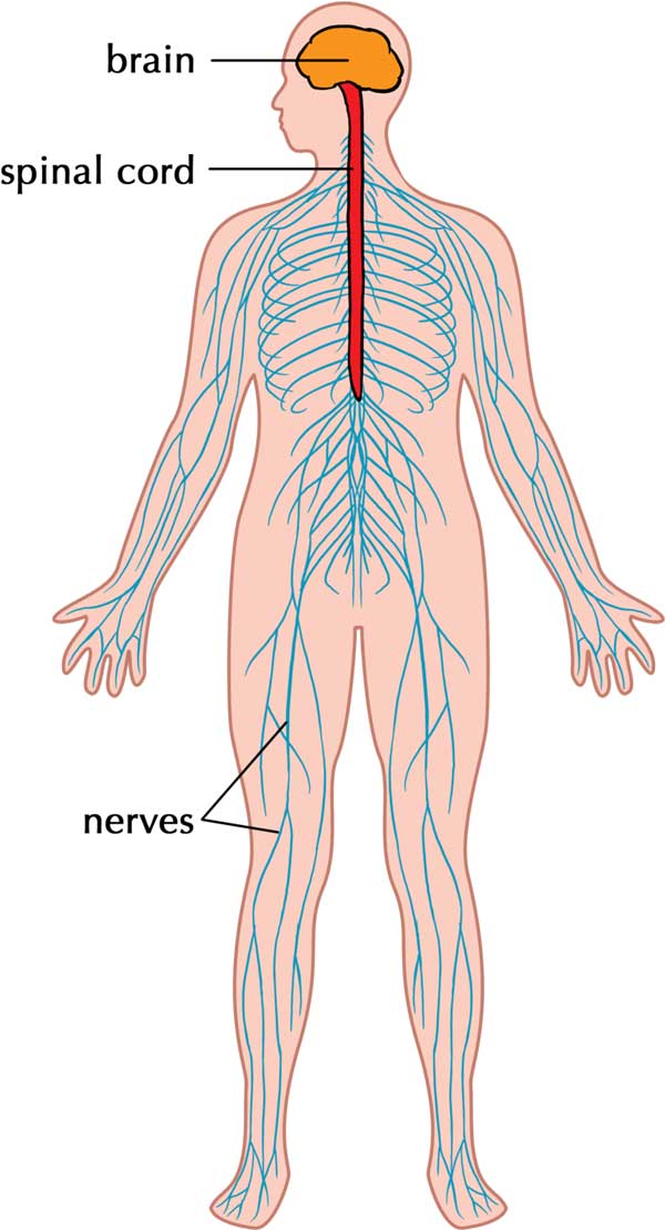 nervous-system-function-structure-facts-science4fun