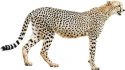Cheetah-standing