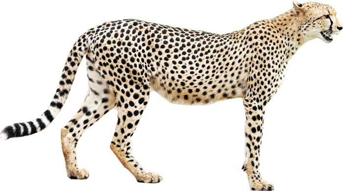 Cheetah Appearance Diet Habitat Facts - Science4Fun