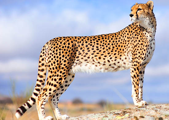 Cheetah | Appearance + Diet + Habitat + Facts | - Science4Fun