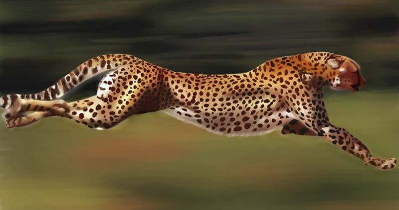 running-cheetah