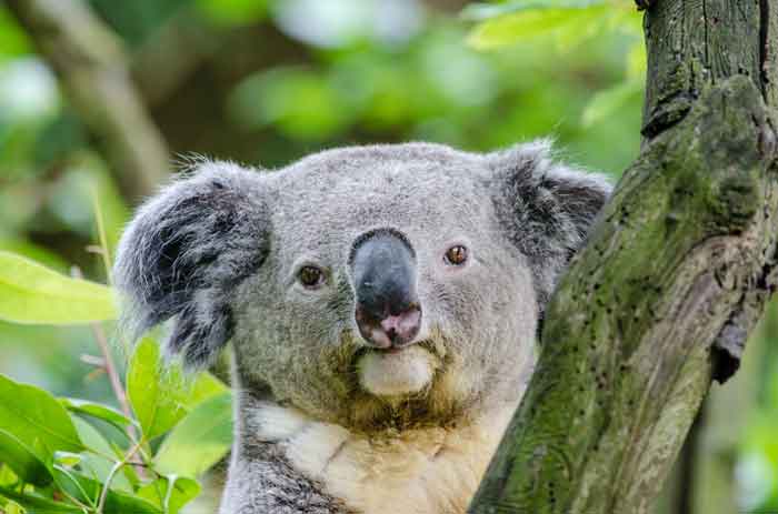 what do koalas look like