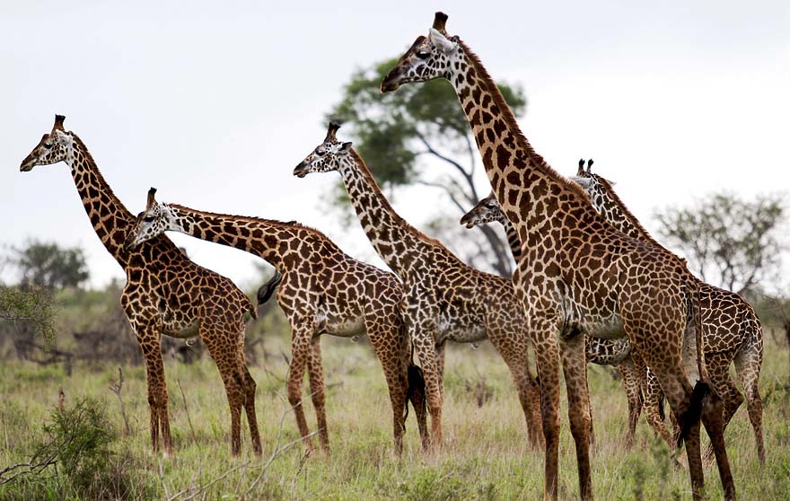 giraffe-family
