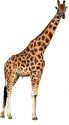 giraffe-standing