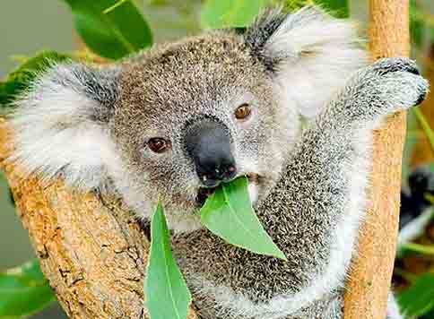 What Do Koalas Eat