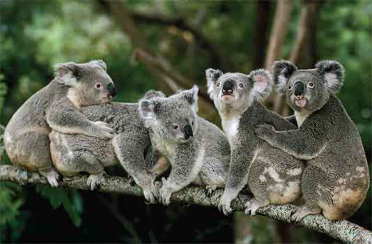 koalas predators and threats