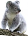 koala-on-tree-branch