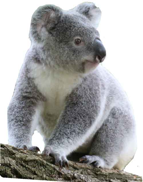 what do koalas look like