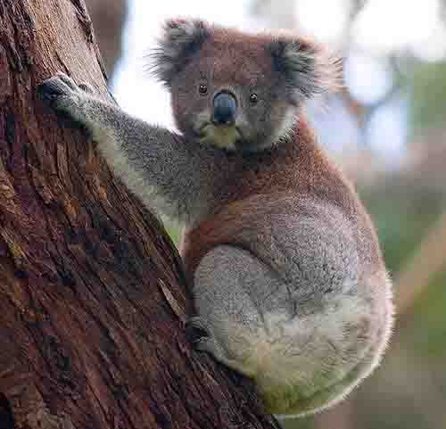  Koala Amazing Facts Habitat Diet And More 