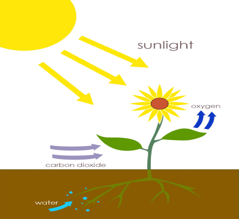 Photosynthesis - (Infomation + Facts) - Science4Fun life cycle process diagram 