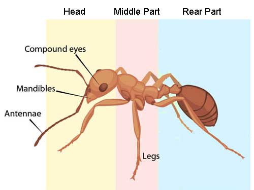 ant-body