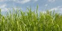 biomass-energy-crops