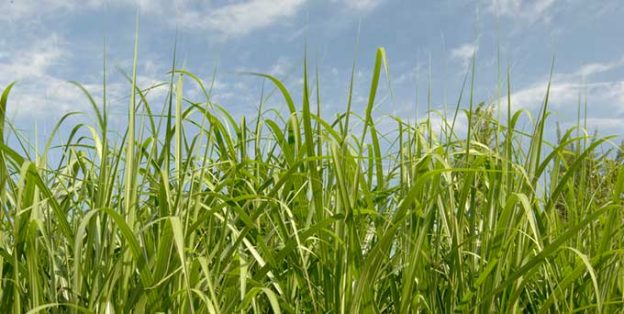 Biomass Energy