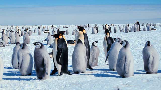 penguins-habitat