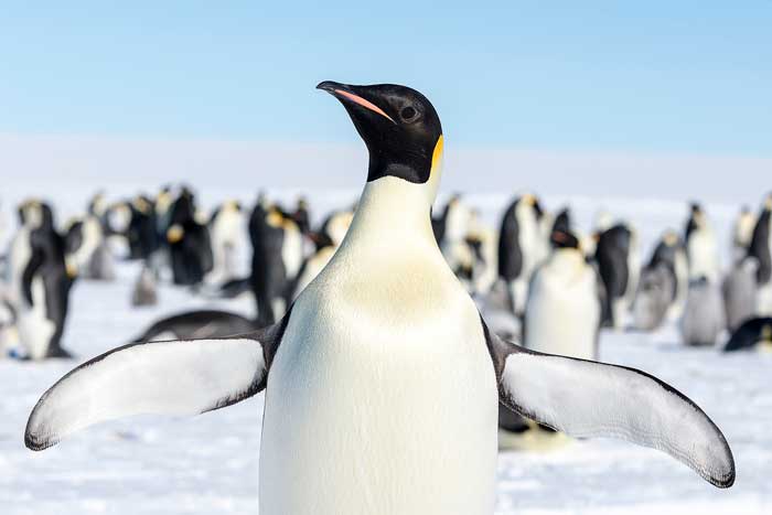 emperor penguin habitat pictures