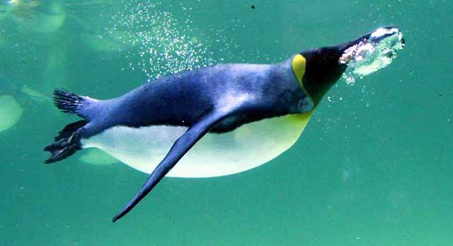 king penguin eating fish