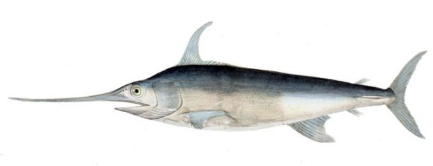 Swordfish