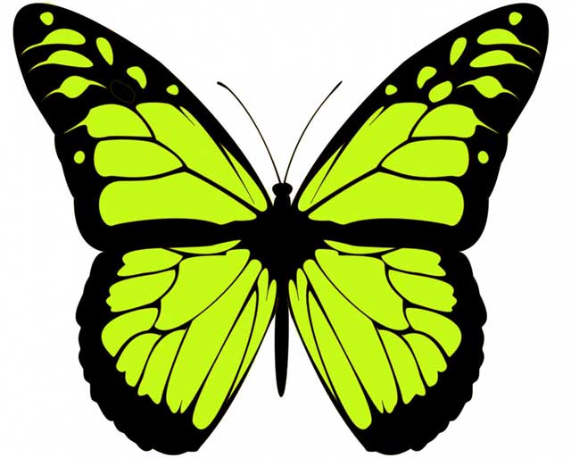 greenish Butterfly