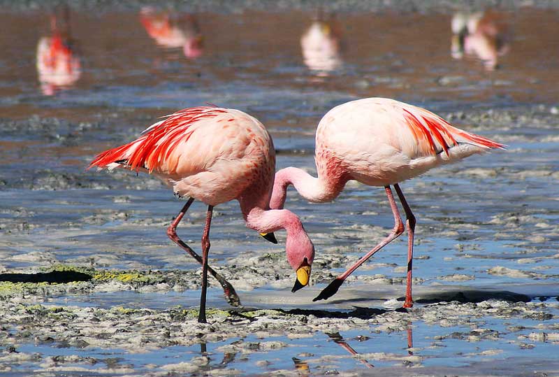 Flamingo: A Pink Brid, Facts + Habitat + Appearance