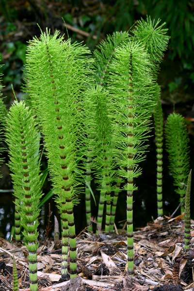 Horsetail-plants