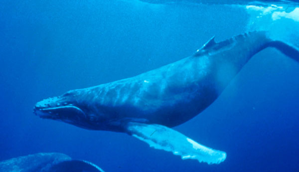 baleen-whale