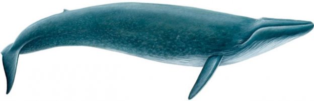 Whale