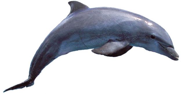 Dolphin