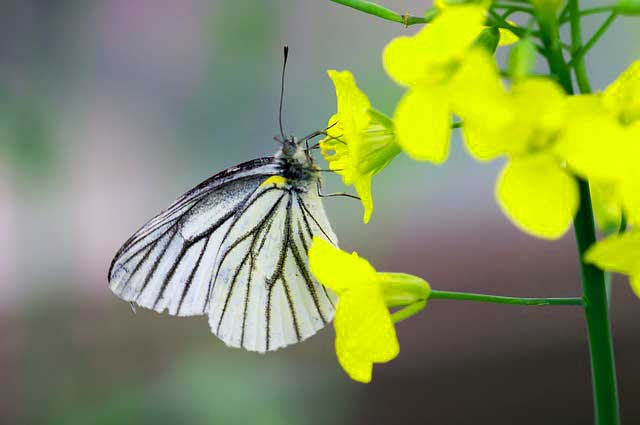 butterfly-eating-nectar