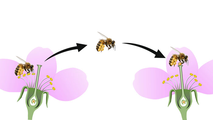 pollination cycle diagram