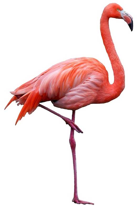 Flamingo: A Pink Brid, Facts + Habitat + Appearance