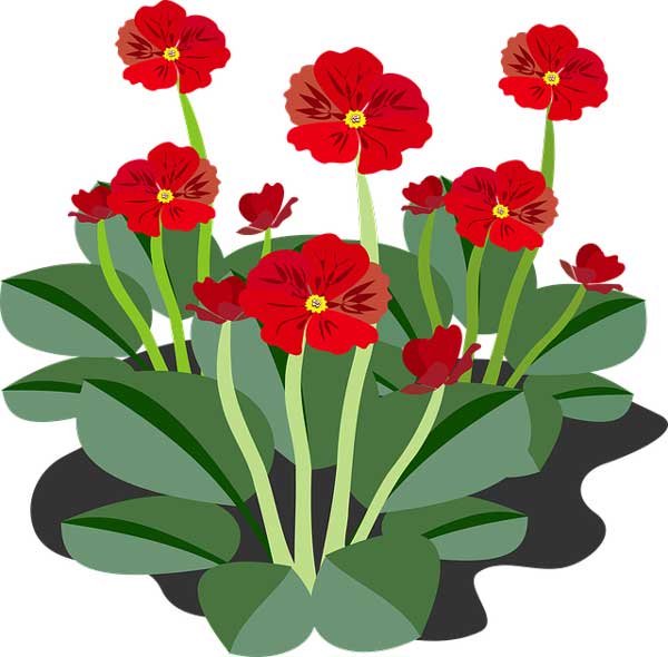 Flowering Plants: (Pollination, Growth, and Facts) - Science4Fun