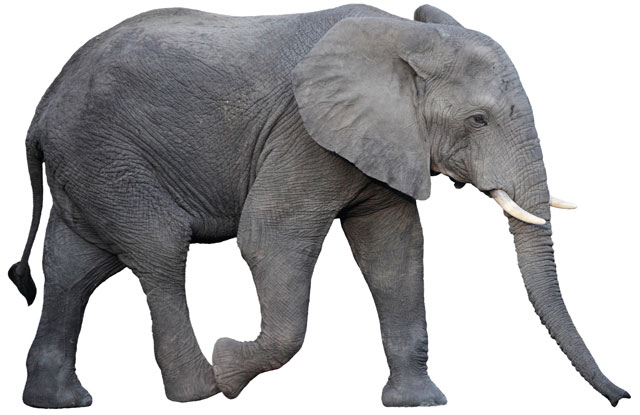 gray-elephant