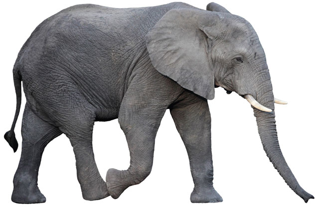 Диван прямой elephant gray нераскладной