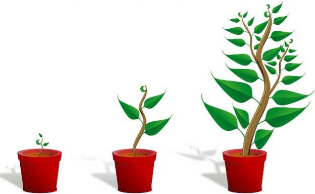 How Plants Grow