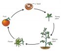 life-cycle-of-a-plant