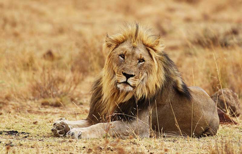 Lions | Facts + Diet + Habitat + Appearance | - Science4Fun