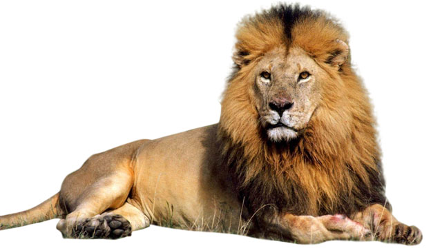 Lion Facts: Habitat, Behavior, Diet