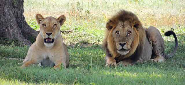 Lions | Facts + Diet + Habitat + Appearance | - Science4Fun