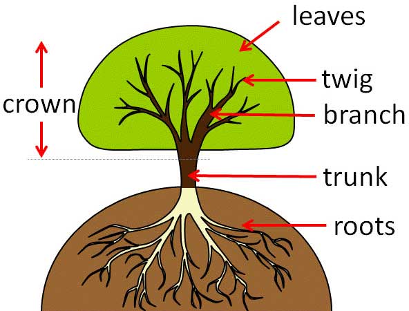 parts-of-tree