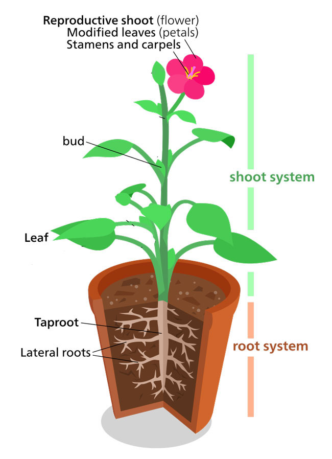 Parts Of A Flower And Its Functions