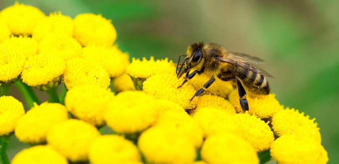 Flowering Plants: Pollination, Growth, and Facts