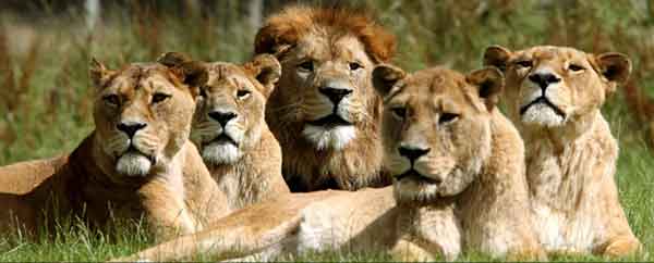 Lions | Facts + Diet + Habitat + Appearance | - Science4Fun