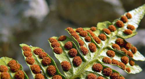 spores-of-fern