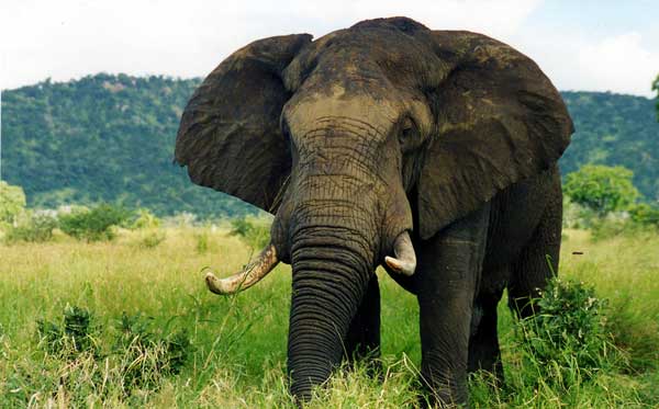 Elephant - Information (Facts + Habitat + Diet) - Science4Fun