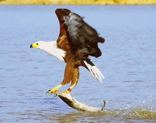 bald-eagle-catching-food